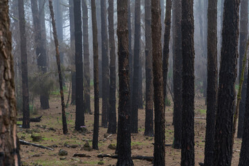 Burnt pine forest Tenerife