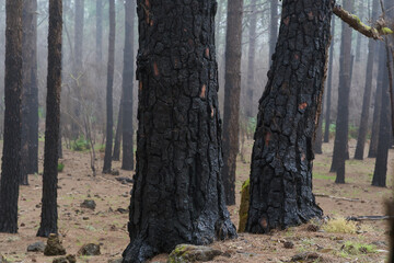 Burnt pine forest Tenerife