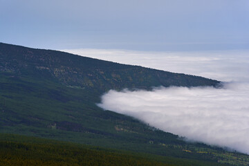 Cloud inversion over pine forest