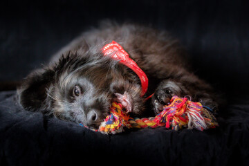Black dog puppy chewing knot rope bone toy