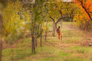 Young german shepherd dog running