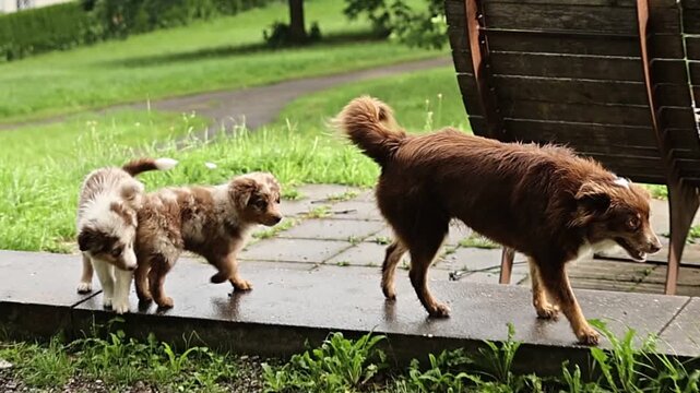 Three dogs are walking on a sidewalk, one of which is a puppy