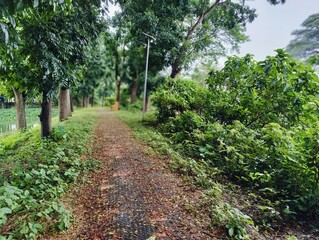 beautiful tropical garden with green trees .beautiful view of the park