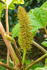Blossom of Gunnera manicata plant, the giant rhubarb