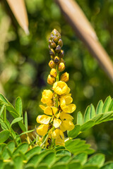 Blossom of candelabra tree or Senna didymobotrya or Popcorn Senna