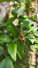 Grasshopper on a leaf