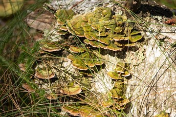 Mushrooms on a fallen birch trunk