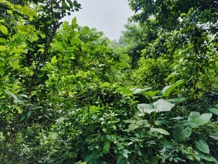 Lush green forest with dense foliage and tall trees on a bright day