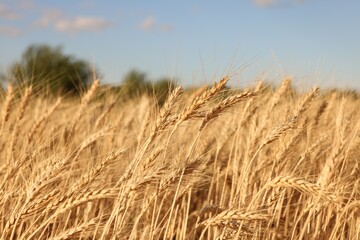 Fototapeta premium Golden wheat ears growing in field, closeup