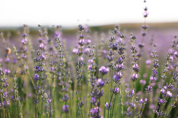 Beautiful blooming lavender flowers growing in field, closeup