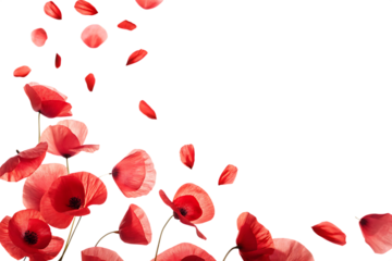 Red poppies falling petals isolated on a transparent background floral nature