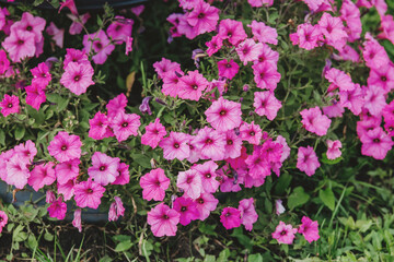 Fototapeta premium Vibrant pink flowers bloom in a garden during the sunny afternoon