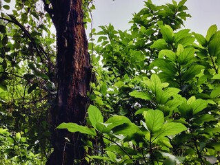 Obraz premium Close-up of fresh green leaves growing on a branch in daylight