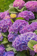 Obraz premium Vibrant hydrangea blooms in a sunny garden during springtime