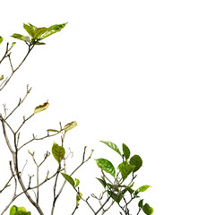 green tree branches for corner design element