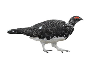 A male rock ptarmigan called `雷鳥` as vector objects in Japanese Northern Alps Tateyama mountains.