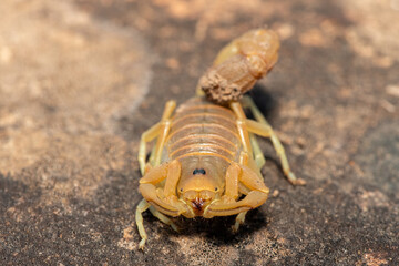 A beautiful venomous Drab Thicktail Scorpion (Parabuthus planicauda) in the fynbos in the Western Cape, South Africa