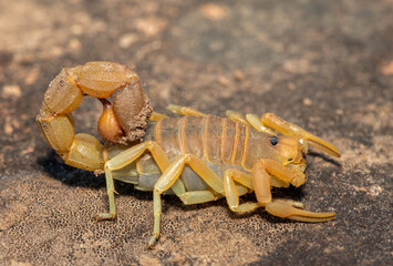 A beautiful venomous Drab Thicktail Scorpion (Parabuthus planicauda) in the fynbos in the Western Cape, South Africa
