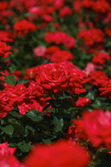 Vibrant red roses blooming beautifully in a lush garden during summer
