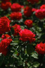 Bright red roses blooming in a beautiful garden during the sunny afternoon