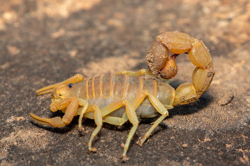 A beautiful venomous Drab Thicktail Scorpion (Parabuthus planicauda) in the fynbos in the Western Cape, South Africa