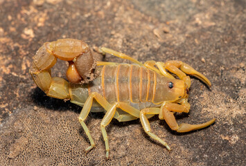 A beautiful venomous Drab Thicktail Scorpion (Parabuthus planicauda) in the fynbos in the Western Cape, South Africa