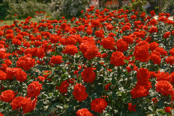 Vibrant red roses blooming in a lush garden during sunny spring afternoon © reddish