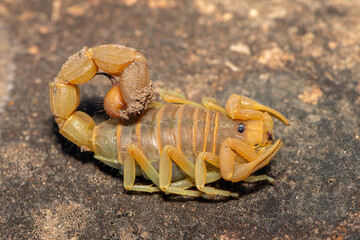 A beautiful venomous Drab Thicktail Scorpion (Parabuthus planicauda) in the fynbos in the Western Cape, South Africa