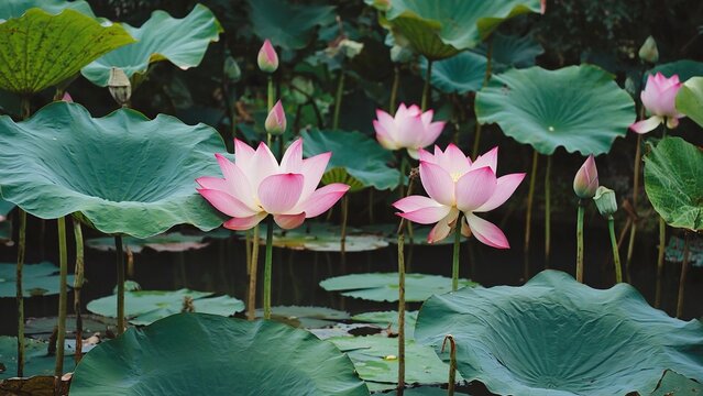 A close-up of blooming lotus flowers floating gently on the water pond at lalbagh indian landscape