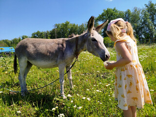 Girl plays with donkey in sunny field