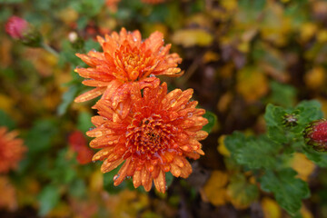 2 orange flowers of Chrysanthemums with rain drops in November