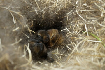 9-10 day old baby rabbits open their eyes for the first time and begin to discover a new world.