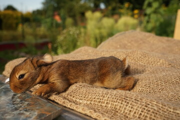 9-10 day old baby rabbits open their eyes for the first time and begin to discover a new world. © Tadeas_H