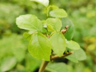 Close-up of fresh green leaves growing on a branch in daylight