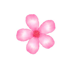 pink frangipani flower