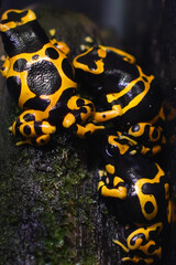 Vibrant poison dart frogs showcasing their striking colors and unique patterns in a lush tropical environment.