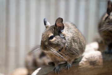 Tiny field mouse nibbling gently on grass inside a zoo enclosure, capturing a delicate moment in wildlife.