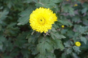 1 bright yellow flower of Chrysanthemum in mid October