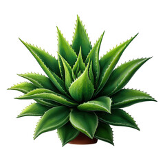 Fototapeta premium Vibrant green aloe vera plant with spiky leaves in a terracotta pot isolated on transparent background