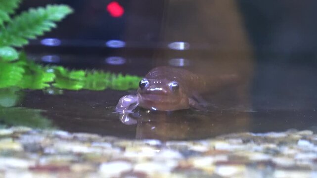 水辺を歩くオキサンショウウオ 隠岐山椒魚 サンショウウオ クローズアップ 4K  絶滅危惧種