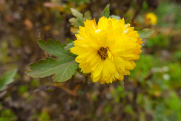 Semi double yellow flower of Chrysanthemum in November