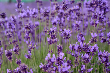 Fototapeta premium Lavender flowers in flower garden.