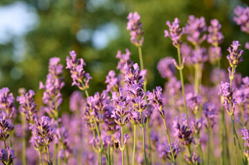 Lavender flowers in flower garden.