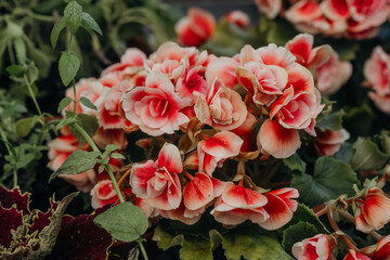 Peach-colored begonia bloom cluster for concept of delicate florals and interior styling