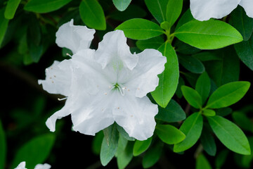 White azalea flowers with green leaves