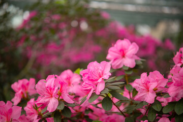Blooming pink azalias flowers, azalia flowers in a greenhouse