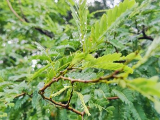 Close-up of fresh green leaves growing on a branch in daylight