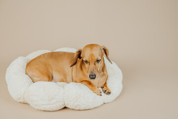 Single dachshund laying in soft bed for comfort, rest or pet home lifestyle concept in stock photography
