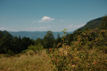 Bush with rosehip fruits in Tara National Park, Serbia, with mountains in background.