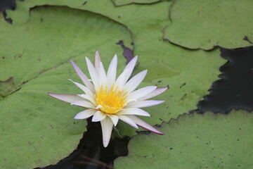 Serenity of Blooming Water Lily